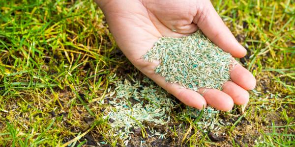 A Hand Holding Seeds Above A Green Lawn