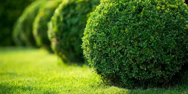 Vibrant green bushes.