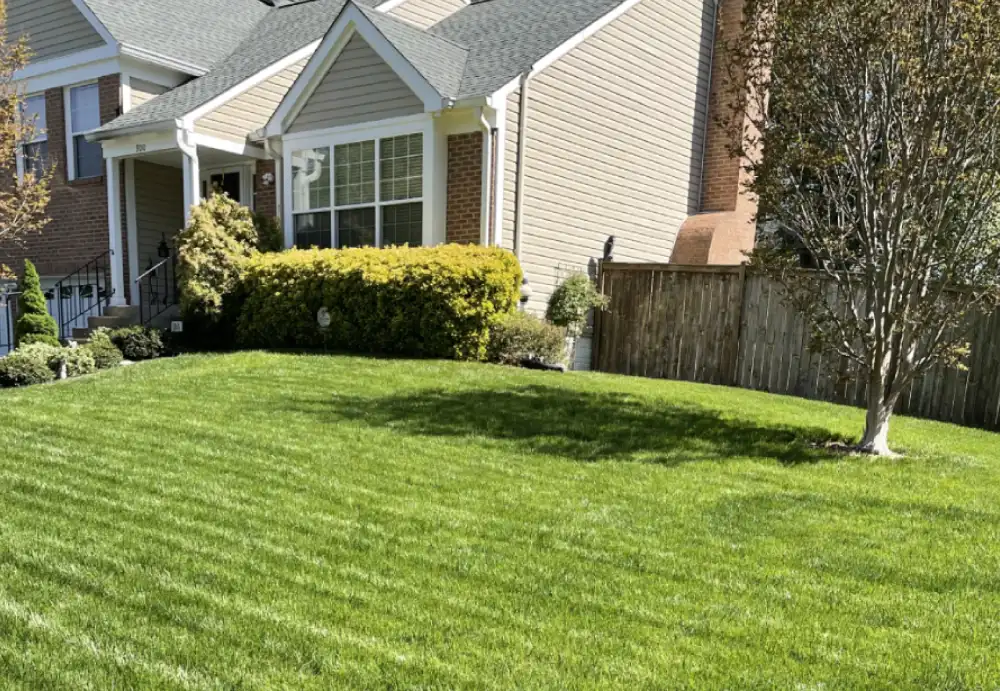 lawn after