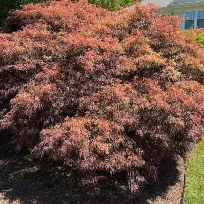 Japanese Maple with drought leaf damage