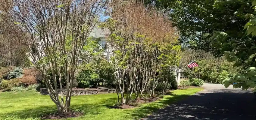 Crape Myrtle with drought damage