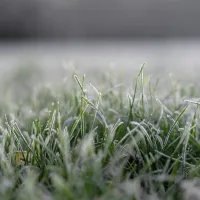 grass with frost on tips