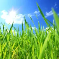 grass with sun shining on it