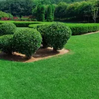 Shrubs on a lawn