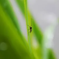 mosquito