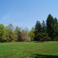trees