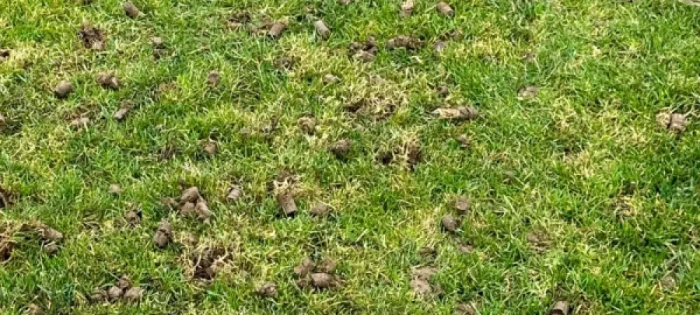 a lawn after core aeration