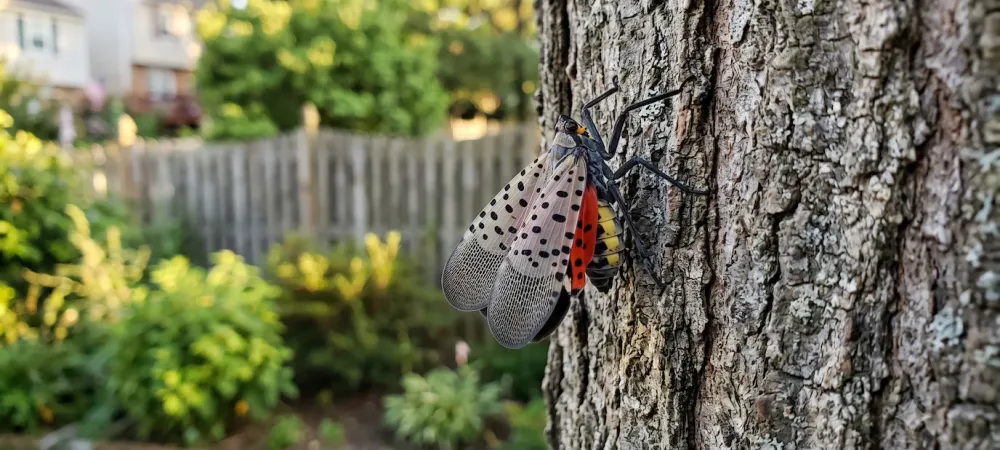 spotted lanternfly on a tree